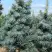 Пихта КОНКОЛОР в Осиповичах