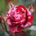 Роза ДИП ИМПРЕШН флорибунда в Осиповичах