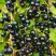 Смородина чёрная ИЗЮМНАЯ в Осиповичах
