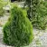 Туя МИКИ западная в Осиповичах