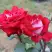 Роза АЛЬЯНС чайно-гибридная в Осиповичах