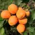 Абрикос ХАРГРАНД в Осиповичах