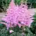 Астильба ГИАЦИНТ Арендса в Осиповичах