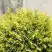 Туя ГОЛДЕН ГЛОБ западная в Осиповичах