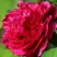 Пион НОЧНЫЕ ГРЕЗЫ древовидный в Осиповичах