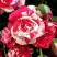 Роза ФАЙЕР ВОРКС миниатюрная в Осиповичах
