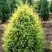 Можжевельник ГОЛД КОН обыкновенный в Осиповичах