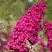 Буддлея давида РОЯЛ РЕД в Осиповичах