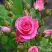 Роза ЛАВЛИ ЛИДИЯ спрей в Осиповичах