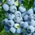 Голубика ПУРУ в Осиповичах