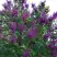 Сирень СУМЕРКИ в Осиповичах