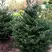 Пихта ФРАЗЕРА в Осиповичах
