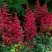 Астильба БУРГУНДИ РЕД Арендса в Осиповичах
