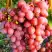 Виноград КИШМИШ КРАСНЫЙ в Осиповичах