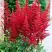 Астильба БУРГУНДИ РЕД Арендса в Осиповичах
