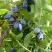 Жимолость съедобная НАРЫМСКАЯ в Осиповичах