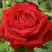 Роза СОФИ ЛОРЕН чайно-гибридная в Осиповичах