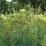 Василистник ГЛАУКУМ желтый в Осиповичах