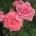 Роза ПЬЕР КАРДЕН чайно-гибридная в Осиповичах