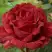 Роза РЕД ИНТУИШН чайно-гибридная в Осиповичах