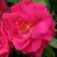 Роза ДЖОРДЖ ВАНКУВЕР флорибунда в Осиповичах