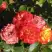 Роза ТАЙФУН спрей в Осиповичах