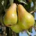 Груша КОНКОРД в Осиповичах