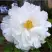 Пион БЕЛЫЙ НЕФРИТ древовидный в Осиповичах