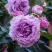 Роза СИЛЬВЕР КВИК плетистая в Осиповичах