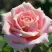 Роза ФРЕДЕРИК МИСТРАЛЬ чайно-гибридная в Осиповичах