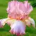 Ирис БЛАШИНГ ПИНК бородатый в Осиповичах