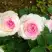 Роза ДОЛЬЧЕ ВИТА чайно-гибридная в Осиповичах