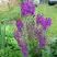 Коровяк ВИОЛЕТТА (вербаскум) в Осиповичах
