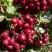 Рябина ГРАНАТНАЯ сладкоплодная в Осиповичах