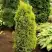 Можжевельник ГОЛД КОН обыкновенный в Осиповичах