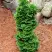 Туя СПИРАЛИС МИНИ западная в Осиповичах