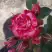 Роза ФАЙЕР ВОРКС миниатюрная в Осиповичах