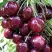 Черешня СИЛЬВИЯ колоновидная в Осиповичах