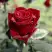 Роза ТАБУ чайно-гибридная в Осиповичах