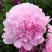 Пион ДИННЕР ПЛЕЙТ травянистый в Осиповичах