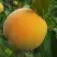 Персик ДОНЕЦКИЙ ЖЕЛТЫЙ в Осиповичах