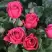 Роза ЛАВ ЛЕТТЕР флорибунда в Осиповичах