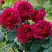 Роза КЕЙТ английская в Осиповичах