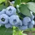Голубика БЛЮЭТТА в Осиповичах
