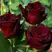 Роза ЧЕРНАЯ МАГИЯ чайно-гибридная в Осиповичах