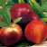 Нектарин СТАРК РЕД ГОЛД в Осиповичах