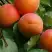 Абрикос ГРАФИНЯ в Осиповичах