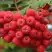 Рябина АЛАЯ КРУПНАЯ сладкоплодная в Осиповичах