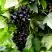 Смородина чёрная БЕЛОРУССКАЯ СЛАДКАЯ в Осиповичах