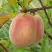 Персик ЕЛГАВСКИЙ в Осиповичах